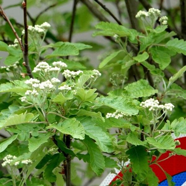 Sorbus intermedia Habit