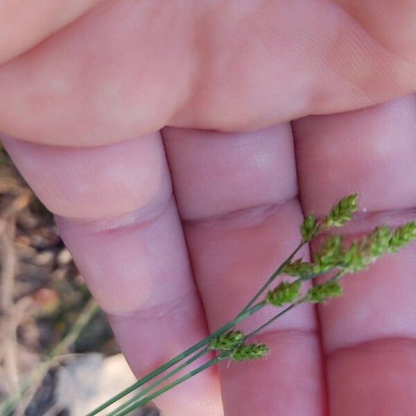 Carex canescens Цвят