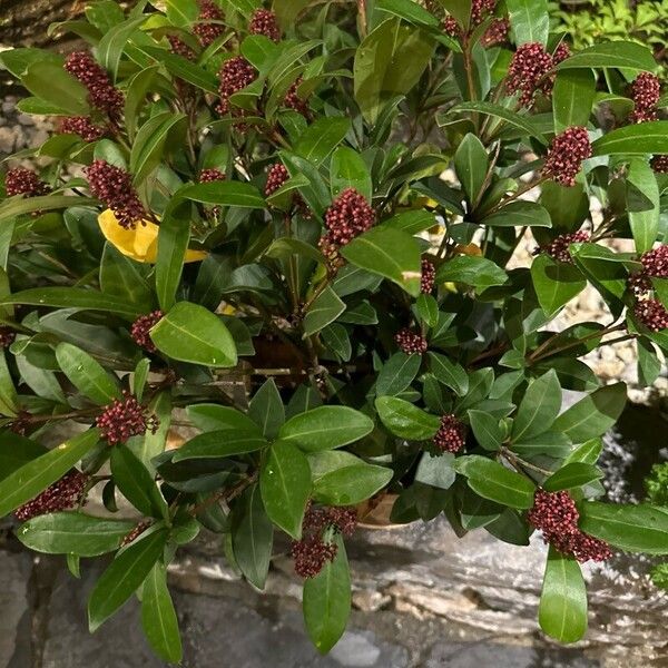 Skimmia japonica ശീലം