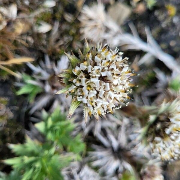 Eryngium nudicaule Кветка