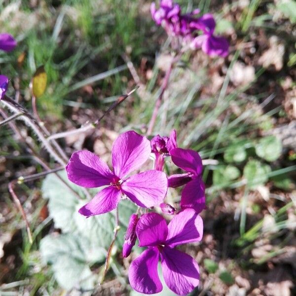 Lunaria annua Blomma