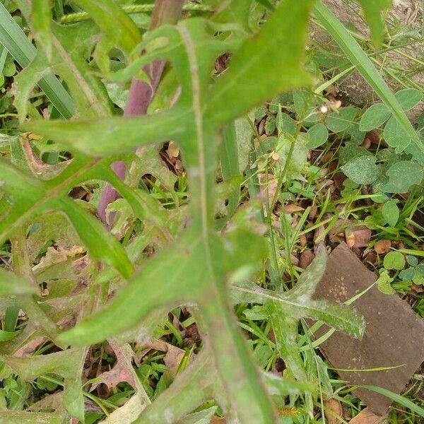 Lactuca canadensis Листок