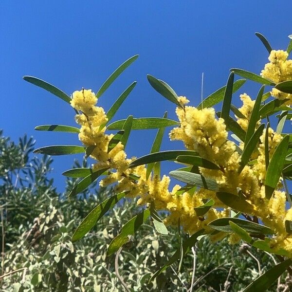 Acacia longifolia Květ