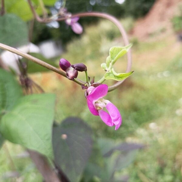 Phaseolus vulgaris Flor