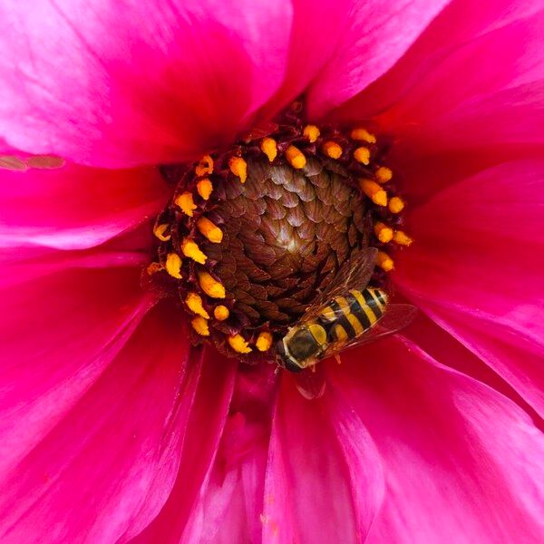 Dahlia pinnata Flower