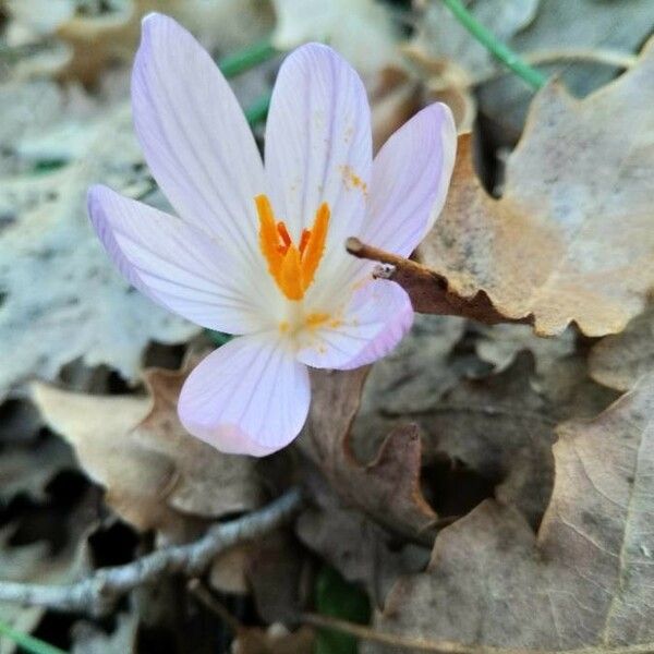 Crocus versicolor Blomst