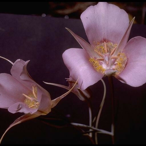 Calochortus macrocarpus Žiedas