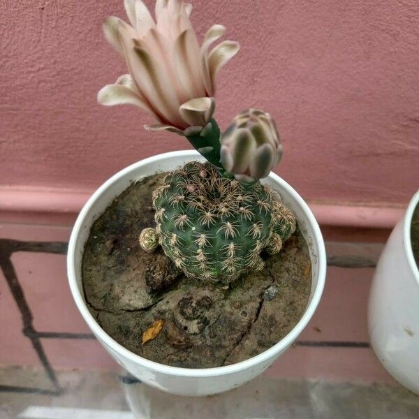 Gymnocalycium bruchii 花