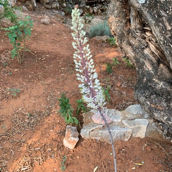 Drimia maritima Flower