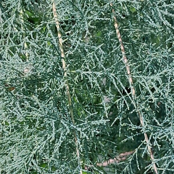 Tamarix ramosissima Leaf
