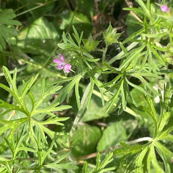 Geranium dissectum Lehti