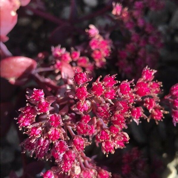 Crassula tillaea Bloem