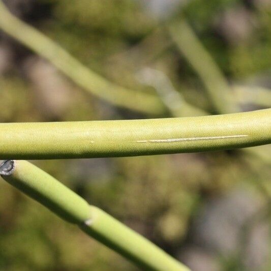 Cynanchum viminale Bark