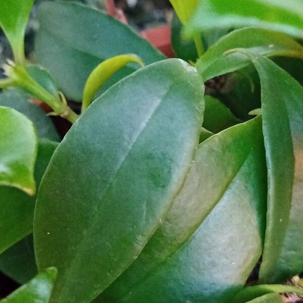 Aeschynanthus speciosus Blad