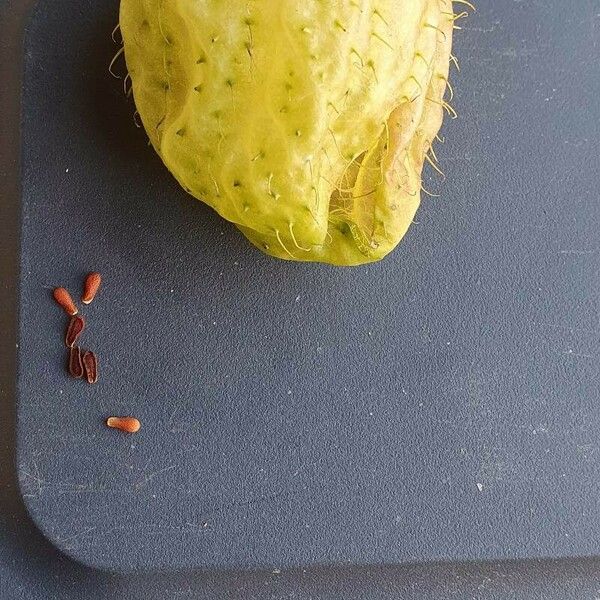 Gomphocarpus physocarpus Fruit