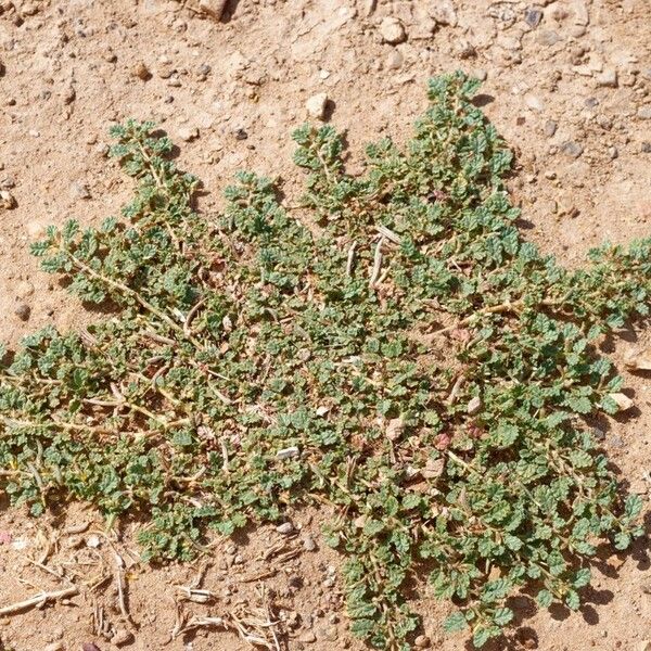 Corchorus depressus Leaf