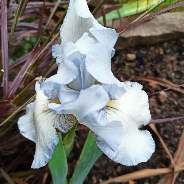 Iris albicans Flower