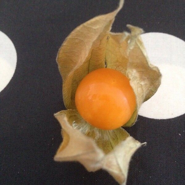 Physalis peruviana ഫലം