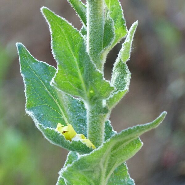 Verbascum boerhavii 叶