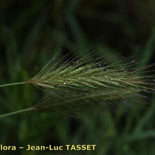 Hordeum secalinum 花