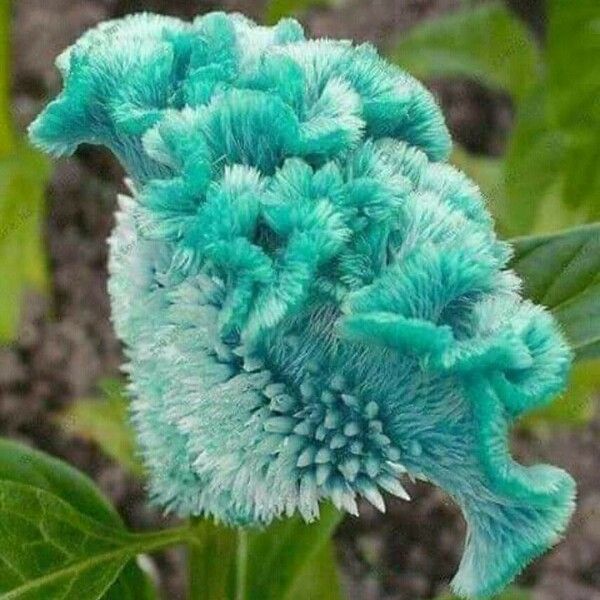 Celosia cristata പുഷ്പം