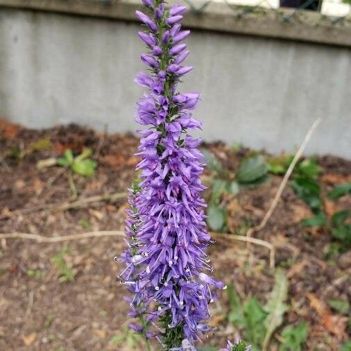 Veronica spicata Blüte