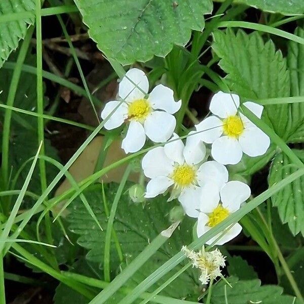 Fragaria moschata Blüte