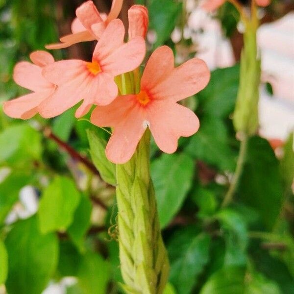 Crossandra infundibuliformis Blodyn