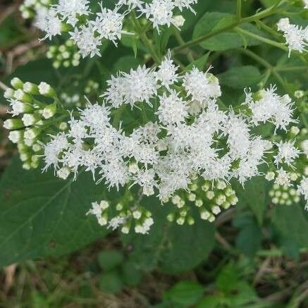 Ageratina aromatica Květ