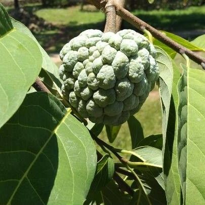 Annona squamosa Gyümölcs