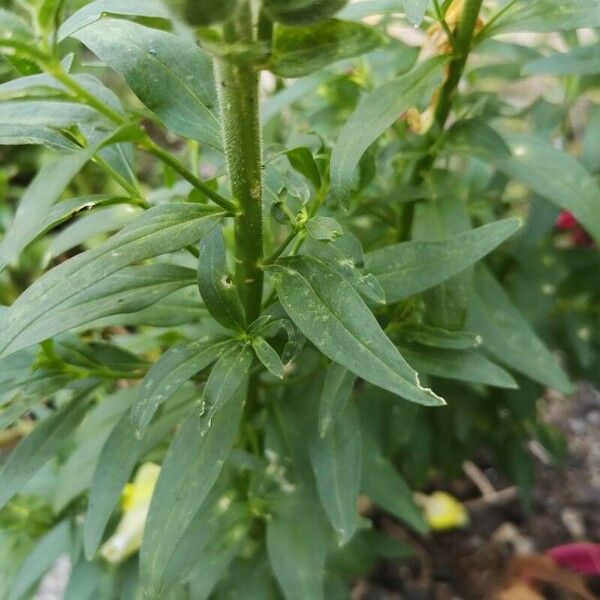 Antirrhinum majus Leaf