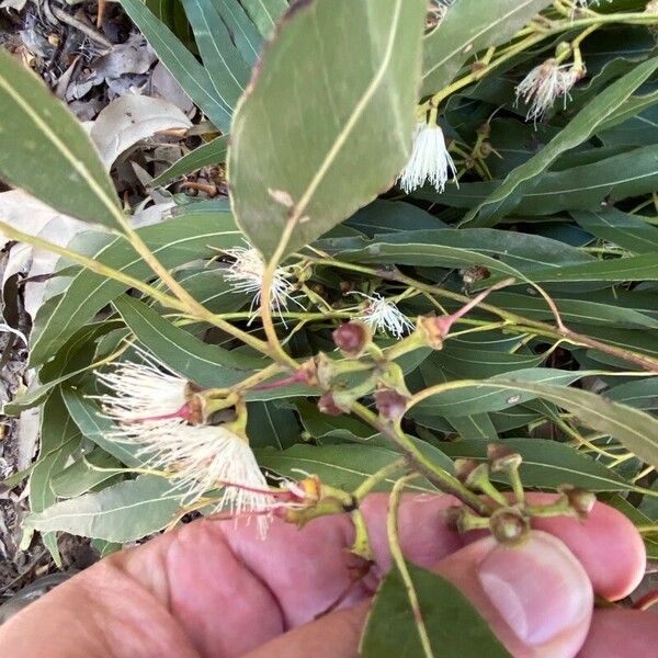 Eucalyptus tereticornis Owoc