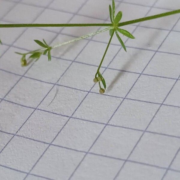 Galium parisiense Frutto