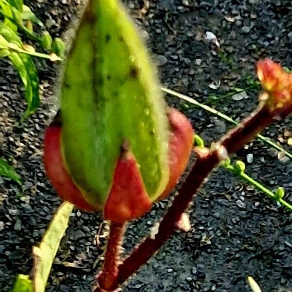 Abelmoschus manihot Fruit