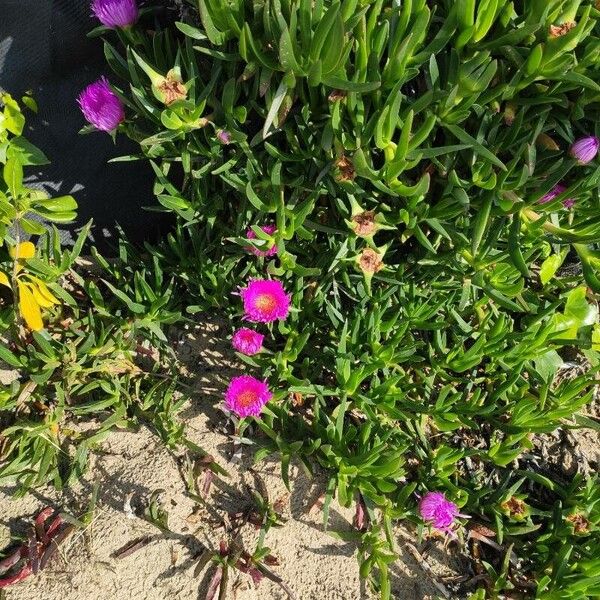 Carpobrotus acinaciformis 花