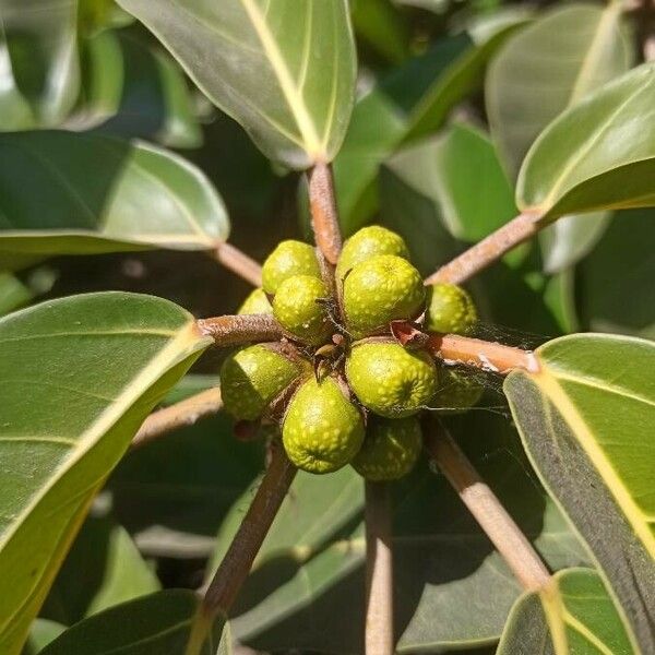 Ficus lutea Fruto