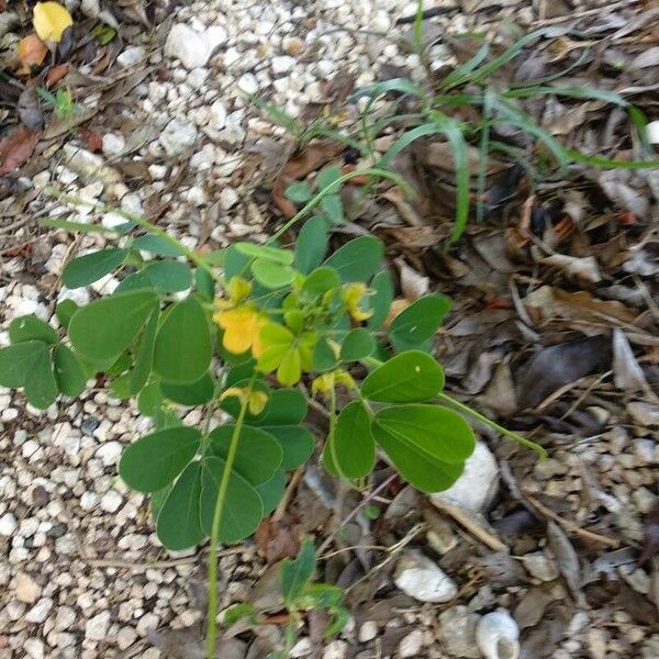 Senna obtusifolia Foglia