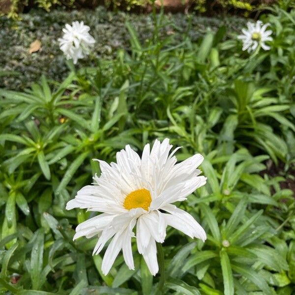 Leucanthemum maximum Flower