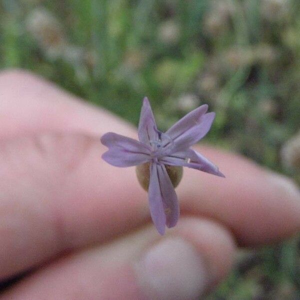 Petrorhagia prolifera Кветка