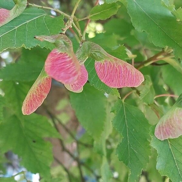 Acer tataricum Fruit