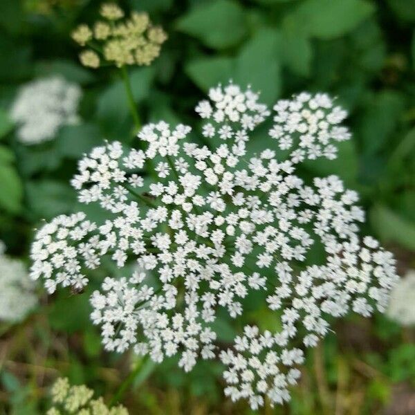 Aegopodium podagraria പുഷ്പം