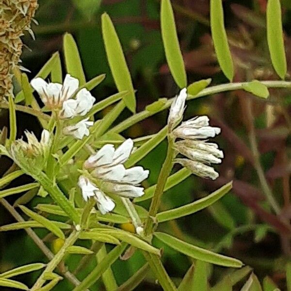 Vicia hirsuta Λουλούδι