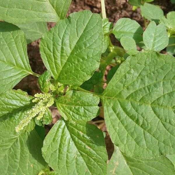 Amaranthus blitum Leaf