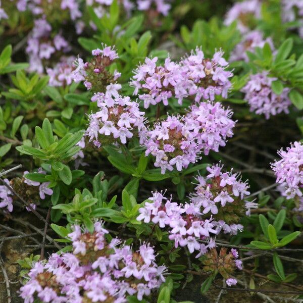 Thymus longicaulis Flower