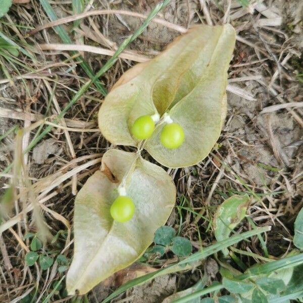 Koelreuteria paniculata 果實