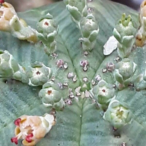 Euphorbia obesa 花