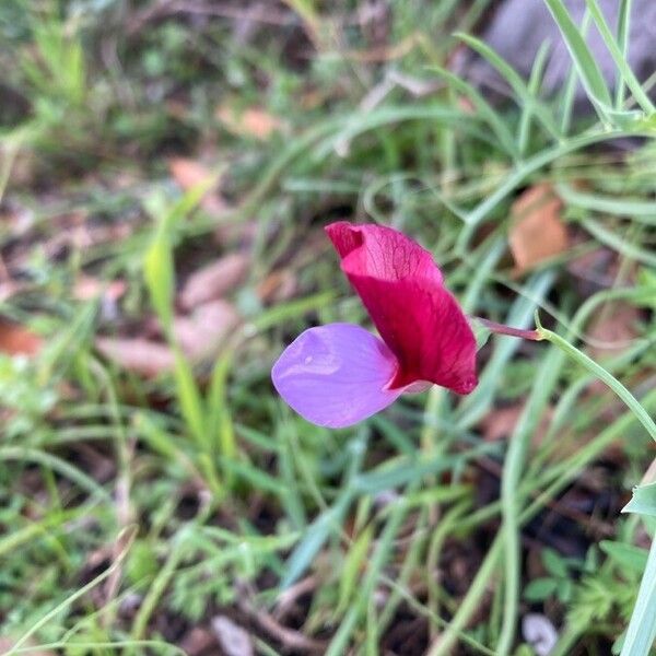 Lathyrus clymenum Floro