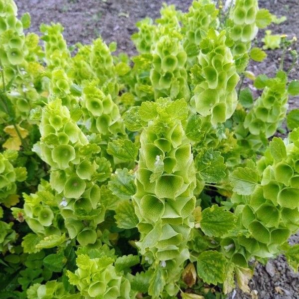 Moluccella laevis Bloem