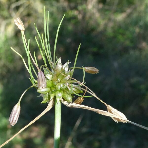 Allium oleraceum ᱵᱟᱦᱟ