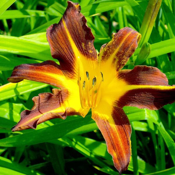 Hemerocallis fulva Blüte